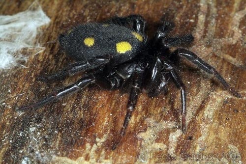 Aranha Preta Com Pintas Amarelas É Venenosa? Qual É a Espécie?