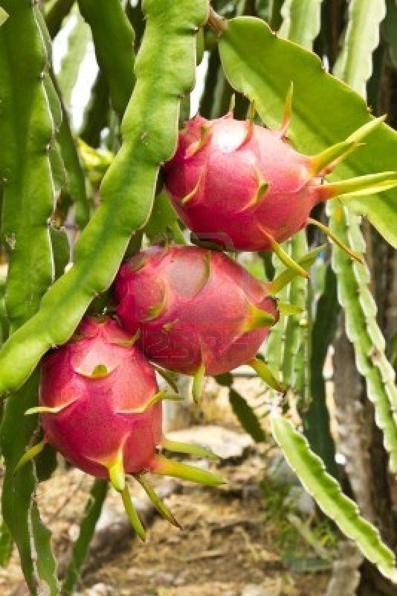 Pitanga Pitaia ou Pitaya: Fotos e Características