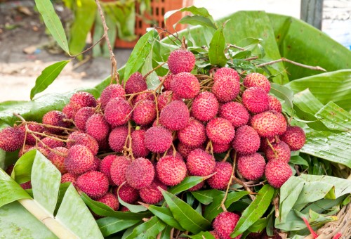 Época de Floração da Lichia, Qual é?