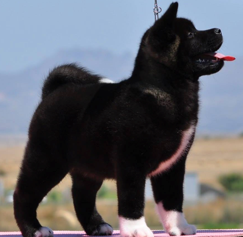 Akita Preto: Características, Filhotes e Fotos