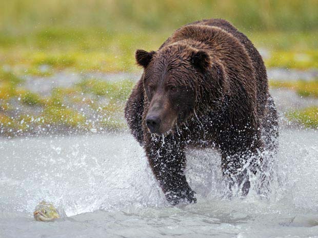 História do Urso: Origem e Evolução do Animal