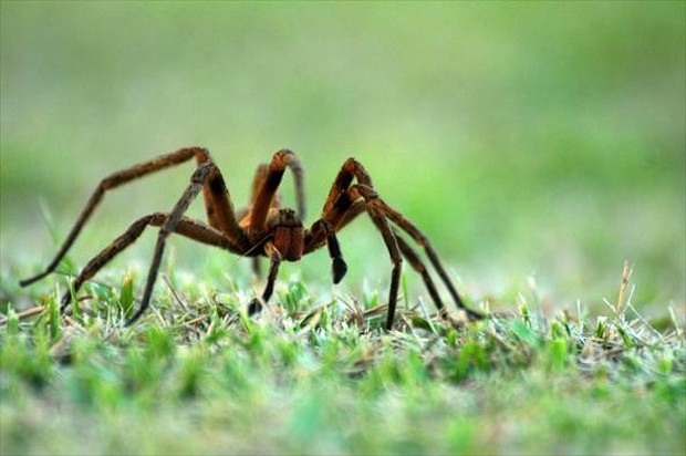 Aranha Armadeira: Regiões e Estados do Brasil Onde Vive