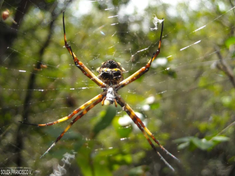 Aranha De Prata É Venenosa? Características E Nome Científico
