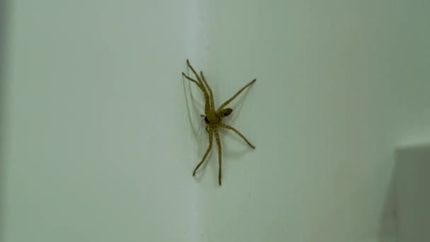 Por que Aparecem Aranhas no Quarto? Como se Proteger?