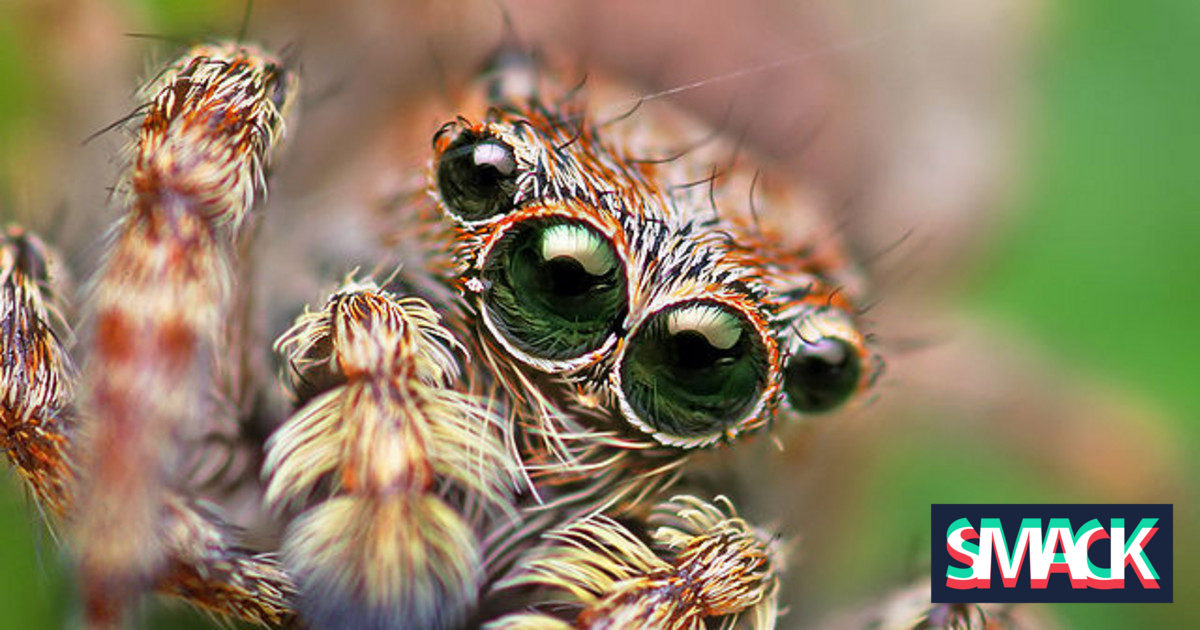 Aranha Portia é Venenosa? Características e Nome Científico