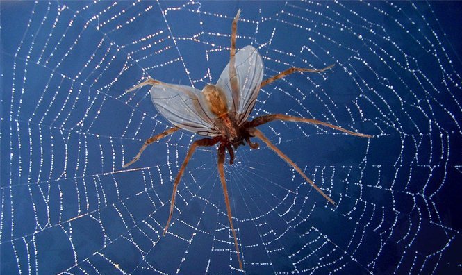Top 10 Espécies de Aranhas Mais Rápidas do Mundo