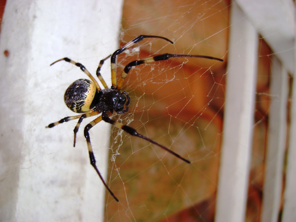Aranha De Telhado É Venenosa? Características E Nome Científico