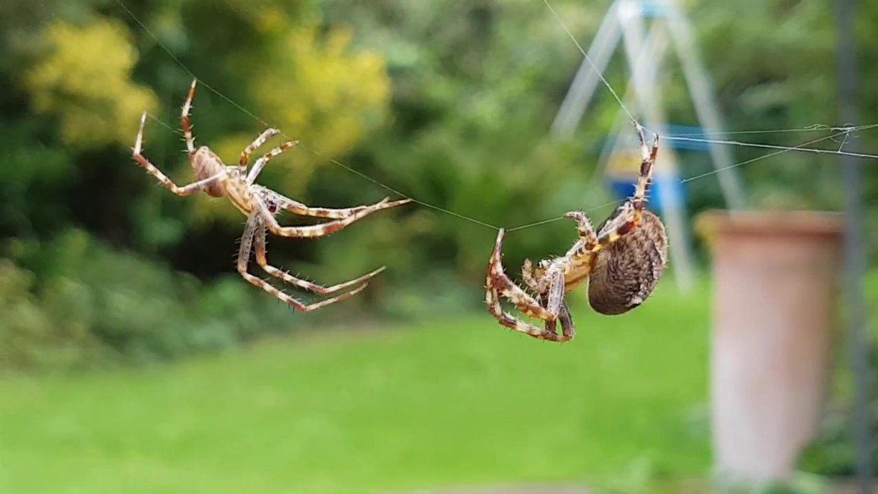Reprodução das Aranhas: Tempo de Gestação e Filhotes