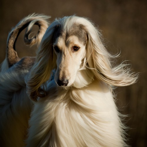 História do Cachorro Galgo Afegão e Origem da Raça