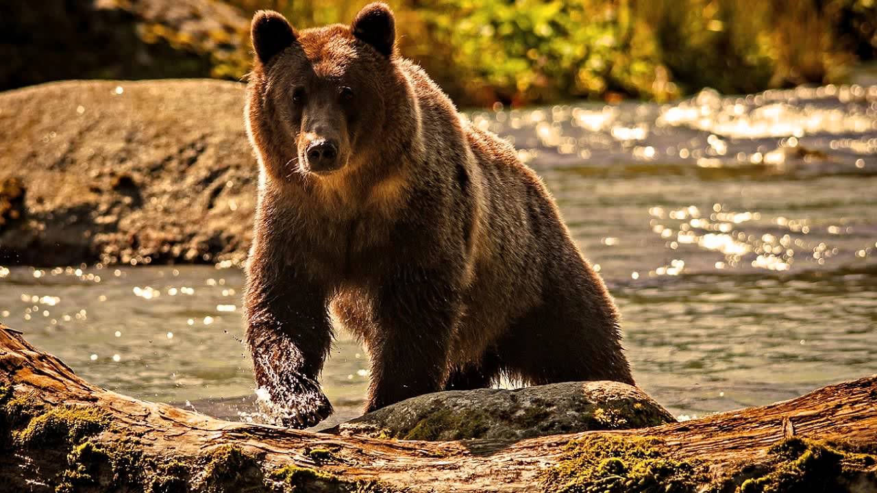 Urso é um Canídeo? É Mamífero? Qual Sua Classificação?