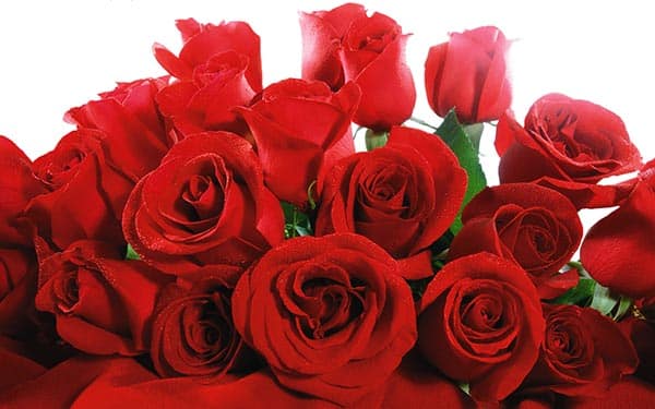 Como Acelerar a Germinação das Rosas?