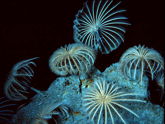 Crinoidea (Lírio do Mar): O Que É, Características e Espécies