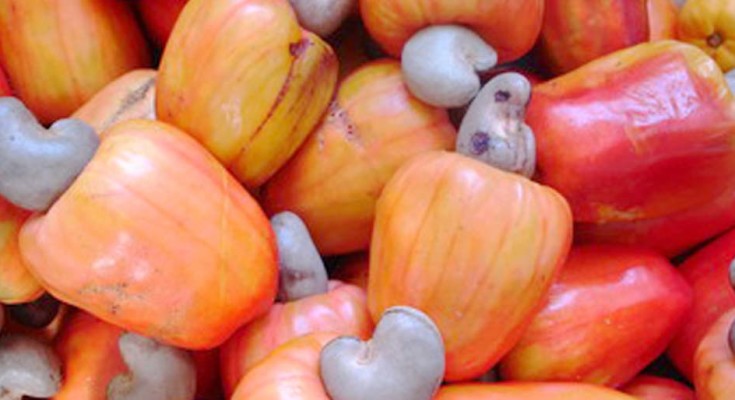 Cultivo de Caju e Adubação Recomendada
