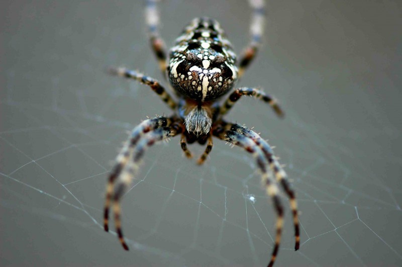 Tudo Sobre as Aranhas Peçonhentas e Não Peçonhentas
