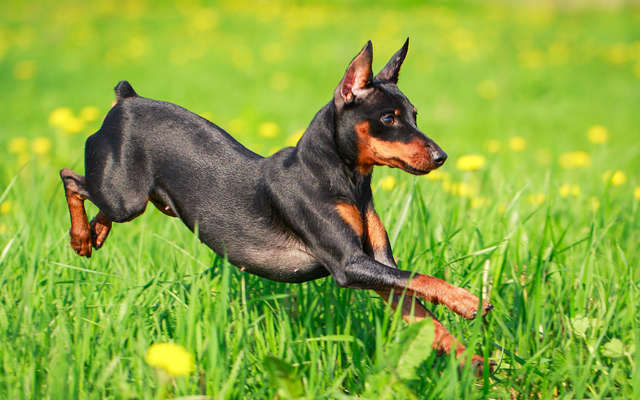 Tudo Sobre a Raça de Cachorro Pinscher, Filhotes e Imagens