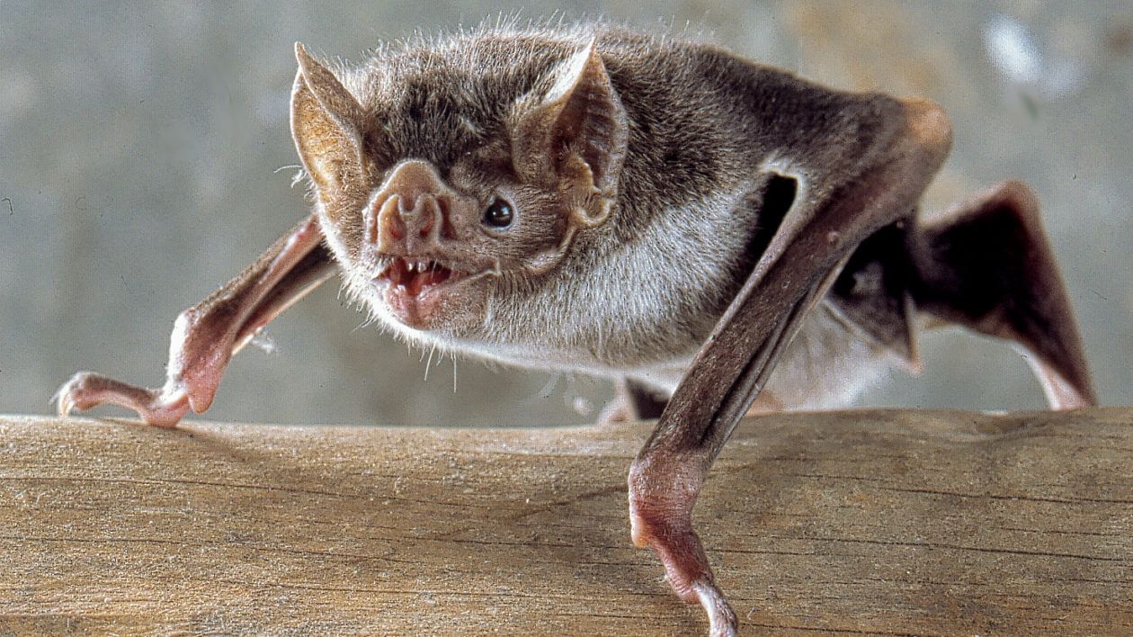 Morcego Vampiro Gigante: Onde Vive? Ele Ataca Pessoas?