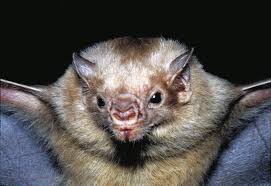 Tipos de Morcegos Hematófagos