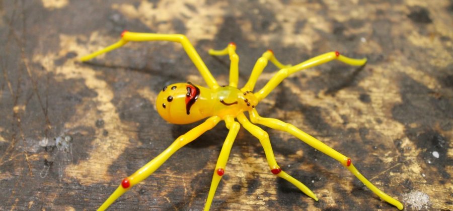 Curiosidades Sobre Aranhas e Fatos Interessantes