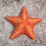 Estrela do Mar redonda (Clypeasteroida) 2