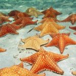 Estrela do Mar redonda (Clypeasteroida) 6