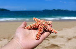 Estrela do Mar é Comestível? Chá de Estrela do Mar Utilidade