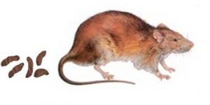 Diferença Entre Fezes de Rato e Morcego