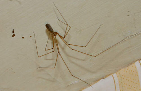 Fezes de Aranha: Como São? Qual a Cor? Onde Ficam?