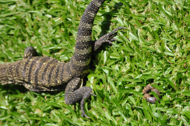 Fezes de Lagarto, Jacaré e de Cobra: Diferenças e Semelhanças