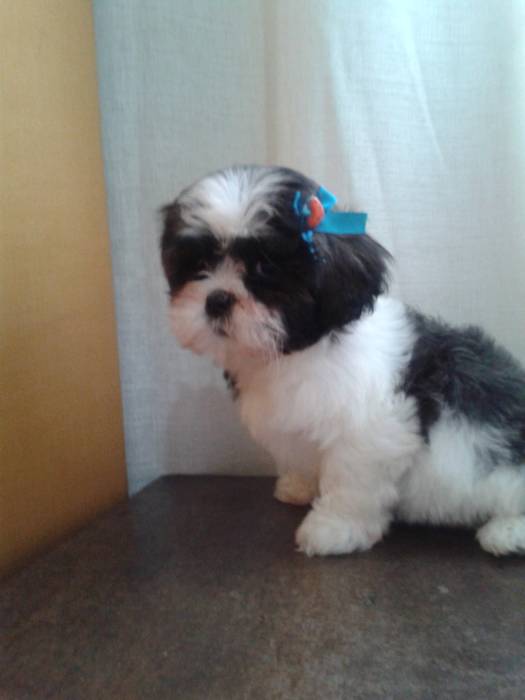 Lhasa Apso Tem Dente pra Fora?
