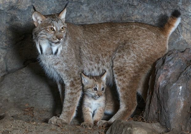 Reprodução do Lince, Filhotes e Tempo de Gestação