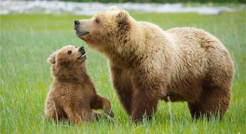 Urso Europeu: Características, Peso, Tamanho, Onde Vive e Fotos