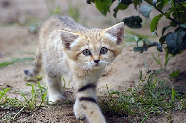 Lista Felinos Pequenos com Nomes e Fotos