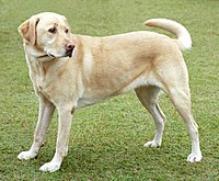 Labrador Retriever – Personalidade: Ele é Dócil e Companheiro?