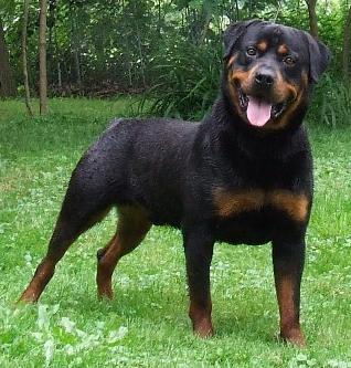 Rottweiler Cabeça de Touro: Características e Fotos