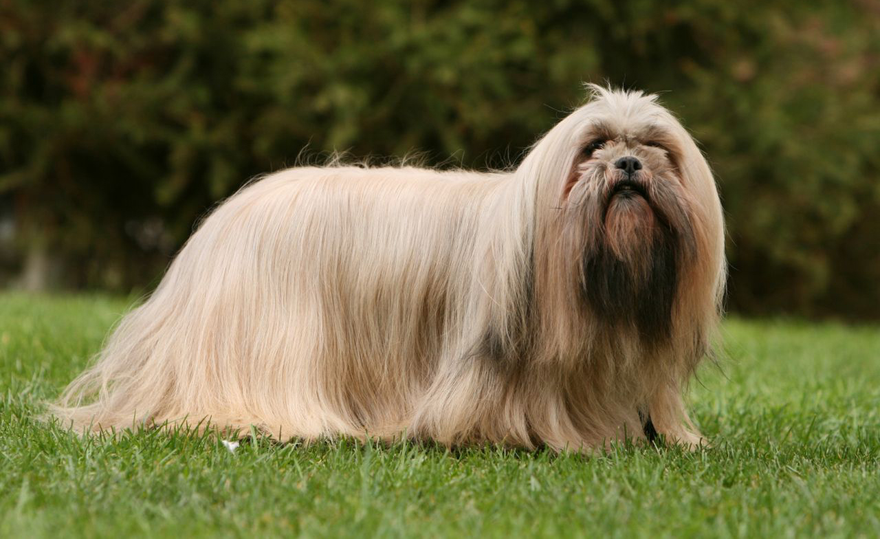 Lhasa Apso Reprodução: Quantos Filhotes Por Ninhada?