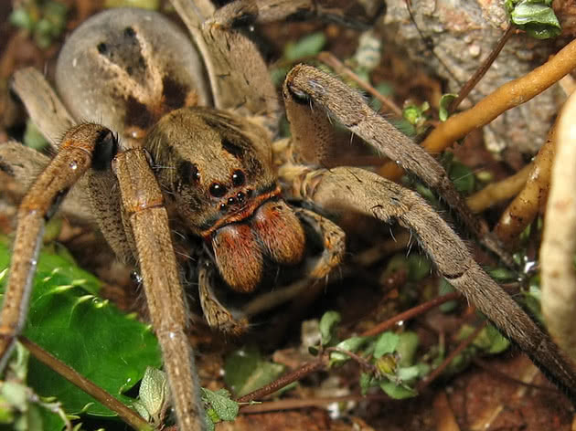 Tarantula de Jardim é Venenosa? Característica e Nome Cietifico