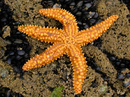 Estrela-do-Mar Morde? Ela é Perigosa? Como Ela se Defende?