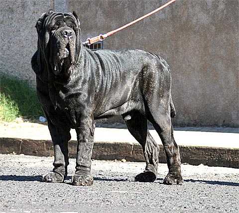 Mastim Napolitano: Top 10 canis do Brasil