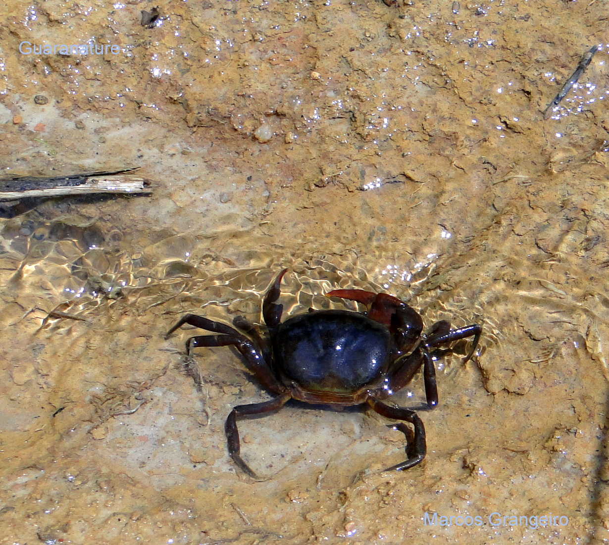 Mini Caranguejo De Aguá Doce Com Fotos