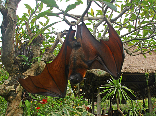 Morcego Gigante Da Austrália é Perigoso? Eles Atacam Humanos?