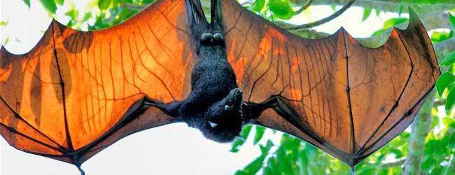 Morcego Gigante da Austrália: Tamanho, Peso e Altura