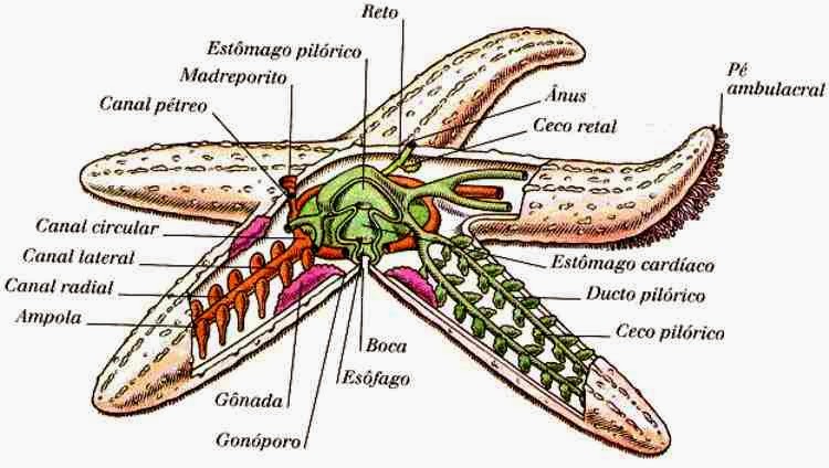Qual é o Tipo de Esqueleto da Estrela do Mar?