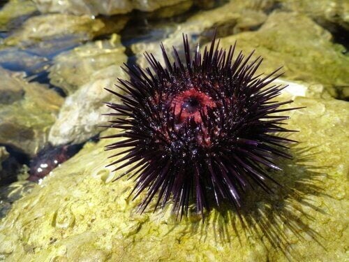 Ouriço do Mar Tem Veneno? Ele É Perigoso?