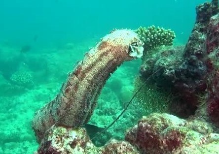 Pepino do Mar Está em Extinção?