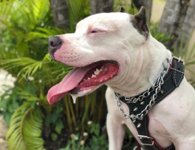 Pitbull Colby: Características, Tamanho, Filhotes e Fotos
