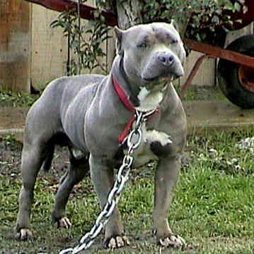 Pitbull Monster Blue: Características, Tamanho, Filhotes E Fotos
