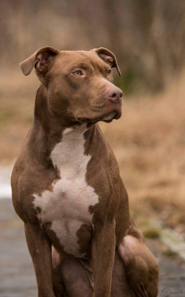 Pitbull Marrom: Comportamento, Tamanho, Filhotes e Fotos
