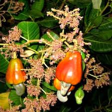 Por que o Pé de Caju dá Flor, Mas não dá Fruto?