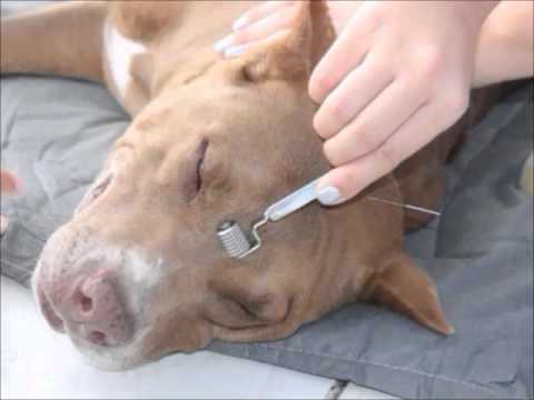 Problemas do Pitbull e Doenças Mais Comuns da Raça