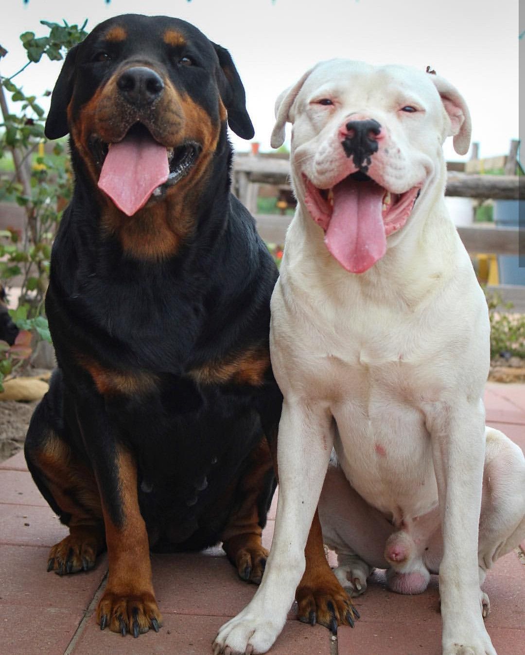Rottweiler Branco: Características, Comportamento e Fotos